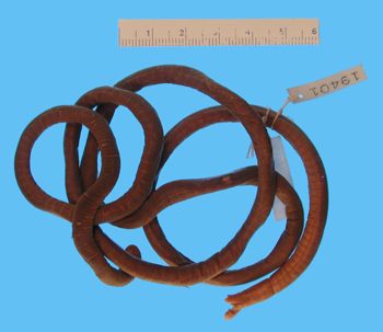 Media type: image; Herpetology A-19401